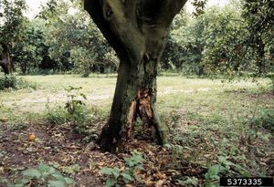 uploads/images/disease/Phytophthora blight of citrus.jpg
